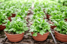 Le producteur de micro-pousses à Lyon, en Rhône Alpes Minuscule Lab